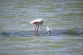 Flamingo in Molentargius Park of Cagliari