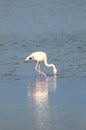 Flamingo in Molentargius Park of Cagliari
