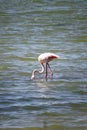 Flamingo in Molentargius Park of Cagliari