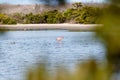 Flamingo mother and juvenile walking through lagoon seen through bushes.