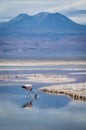 Flamingo and mountain reflection on lake Royalty Free Stock Photo