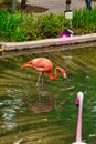 Flamingo at the Nashville Zoo about to take a sip of some pond water while the other one stares