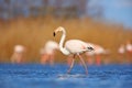 Flamingo in nature habitat. Beautiful water bird. Pink big bird Greater Flamingo, Phoenicopterus ruber, in the water, Camargue, Fr