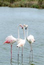Flamingo. Nature. Lake. Park. Birds. France