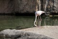 Flamingo near water