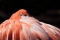 Flamingo at the Oklahoma City Zoo