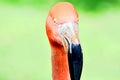 Flamingo , Oklahoma City Zoo Royalty Free Stock Photo