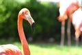 Flamingo, Oklahoma City Zoo