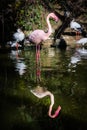 Flamingo One Leg Standing Water Pink Reflection Symmetric Pond L Royalty Free Stock Photo