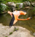 Flamingo with open wings Royalty Free Stock Photo