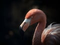 close up on a majestic Flamingo with black background