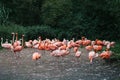 Flamingo or pack of flamingo in zoo of Prague Royalty Free Stock Photo