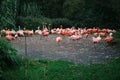 Flamingo or pack of flamingo in zoo of Prague Royalty Free Stock Photo