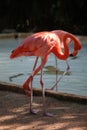 Flamingo pair in park Royalty Free Stock Photo