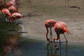 Flamingo pair in park Royalty Free Stock Photo