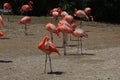 Flamingo pair in park Royalty Free Stock Photo