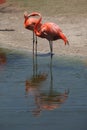 Flamingo pair in park Royalty Free Stock Photo