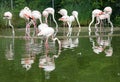 Flamingo parade 3
