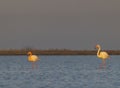 Flamingo in Parc Naturel regional de Camargue, Provence, France