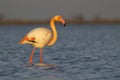 Flamingo in Parc Naturel regional de Camargue, Provence, France Royalty Free Stock Photo