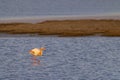 Flamingo in Parc Naturel regional de Camargue, Provence, France Royalty Free Stock Photo