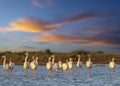 Flamingo in Parc Naturel regional de Camargue, Provence, France Royalty Free Stock Photo