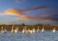 Flamingo in Parc Naturel regional de Camargue, Provence, France