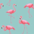 Flamingo pattern. Vector seamless texture.