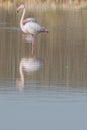 flamingo perched on one leg with reflection Royalty Free Stock Photo