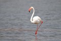 Flamingo Phoenicopteridae Beautiful Birds relax in the pond