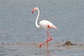 Flamingo Phoenicopteridae Beautiful Birds in the pond