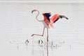 Flamingo Phoenicopteridae Beautiful Birds of Thailand in the pond