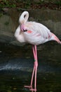 Flamingo Phoenicopteridae.