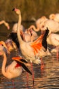 Flamingo Phoenicopteridae on a lake in camargue