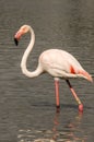 Flamingo Phoenicopteridae on a lake in camargue