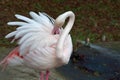 Flamingo Phoenicopteridae.