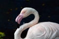 Flamingo Phoenicopteridae.