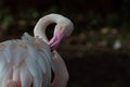 Flamingo Phoenicopteridae.