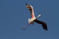 Flamingo - Phoenicopterus roseus