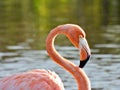 Flamingo (Phoenicopterus roseus) - portrait, profile Royalty Free Stock Photo