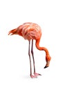 flamingo (Phoenicopterus ruber) Heart shape, neck curl and standing posture isolated on white background Royalty Free Stock Photo