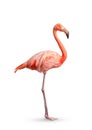 Flamingo Phoenicopterus ruber Heart shape, neck curl and standing posture isolated on white background Royalty Free Stock Photo