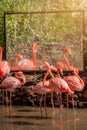 Flamingo Phoenicopterus ruber Heart shape, neck curl and standing posture wade through the water in golden light at sunset Royalty Free Stock Photo