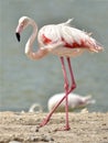 Flamingo walking near pond Royalty Free Stock Photo