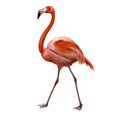 Flamingo Phoenicopterus standing