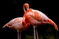 Flamingo - Phoenicopterus - Zoo Royalty Free Stock Photo