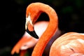 Flamingo , Oklahoma City Zoo