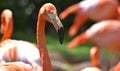 Flamingo , Oklahoma City Zoo Royalty Free Stock Photo