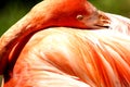 Flamingo , Oklahoma City Zoo Royalty Free Stock Photo