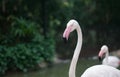 Flamingo with pink and black beak is staring at camera